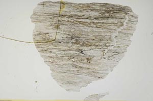 Plane Polarized, S2297