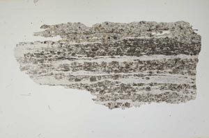 Plane Polarized, S2299