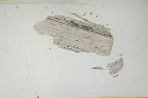 Plane Polarized, S2310