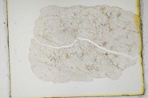 Plane Polarized, S2353