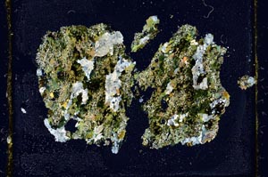 Cross Polarized, S2364