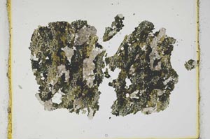 Plane Polarized, S2364