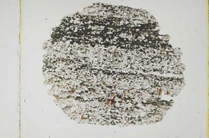 Plane Polarized, S2367