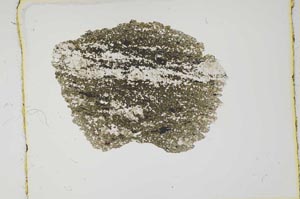 Plane Polarized, S2369