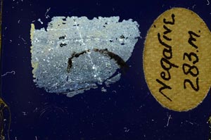 Cross Polarized, S12067/A