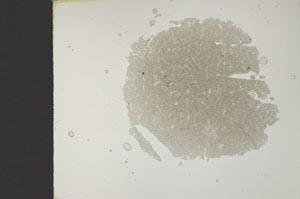 Plane Polarized, S12068