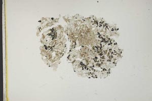 Plane Polarized, S12070