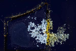 Cross Polarized, S12073