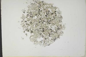 Plane Polarized, S12080