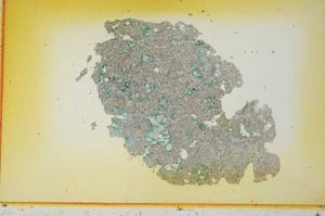 Plane Polarized, S12081/A