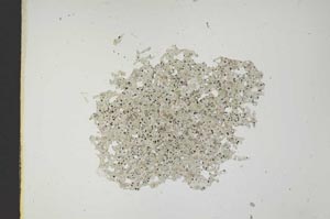 Plane Polarized, S12083