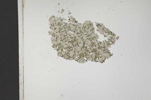 Plane Polarized, S12085