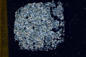 Cross Polarized, S12098