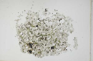 Plane Polarized, S12102