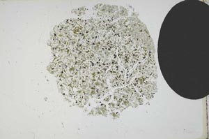 Plane Polarized, S12113