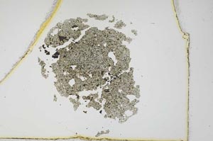 Plane Polarized, S12120