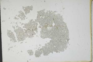 Plane Polarized, S12124
