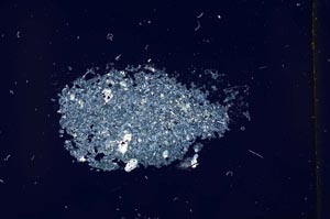 Cross Polarized, S12125