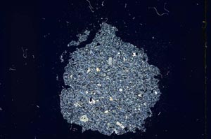 Cross Polarized, S12126