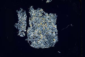 Cross Polarized, S12129