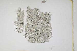 Plane Polarized, S12129