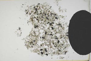 Plane Polarized, S12130