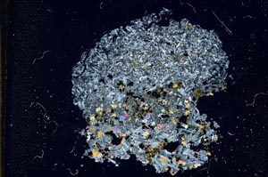 Cross Polarized, S12131