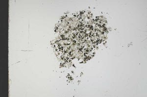 Plane Polarized, S12132