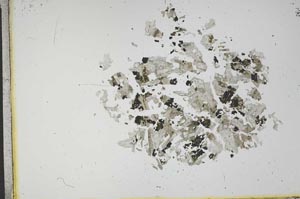 Plane Polarized, S12133