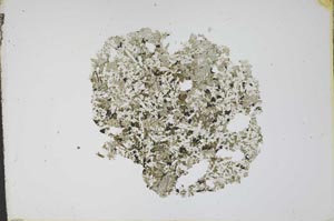Plane Polarized, S12136