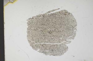 Plane Polarized, S12146