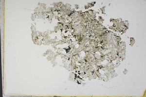 Plane Polarized, S12148