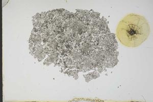 Plane Polarized, S12150