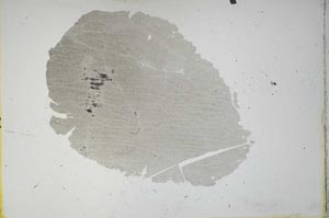 Plane Polarized, S12151