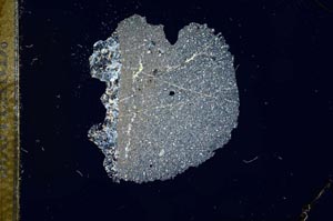 Cross Polarized, S12152