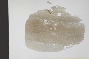 Plane Polarized, S12159