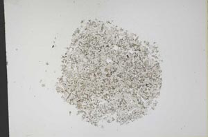 Plane Polarized, S12161