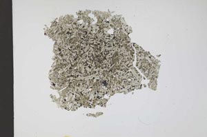 Plane Polarized, S12163