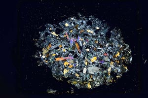 Cross Polarized, S12170