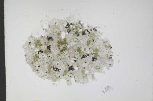 Plane Polarized, S12172