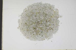 Plane Polarized, S12175