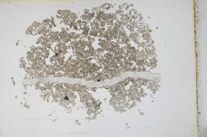 Plane Polarized, S12176