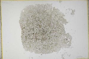 Plane Polarized, S12177
