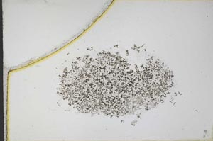 Plane Polarized, S12179