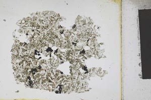 Plane Polarized, S12185