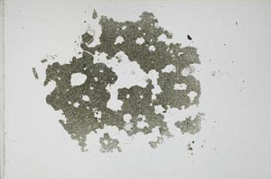 Plane Polarized, S12201
