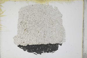 Plane Polarized, S12224