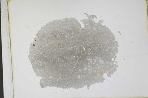 Plane Polarized, S12227