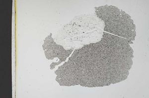 Plane Polarized, S12258