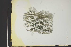 Plane Polarized, S2404